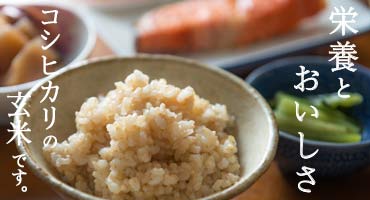 新潟産コシヒカリの玄米